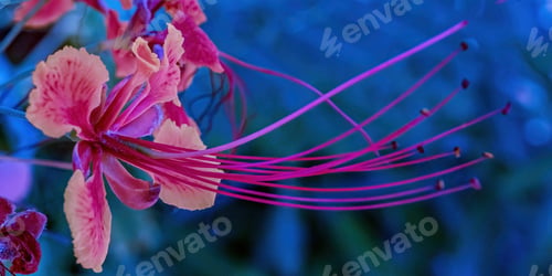 Preview: A bright pink flower with long stamens. Horizontal banner and natural background