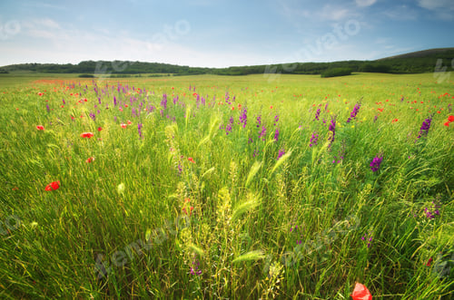 Preview: Spring flower meadow