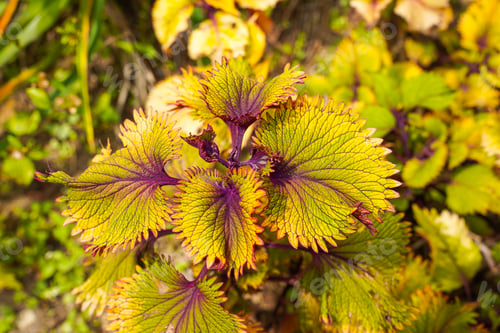 Preview: Coleus