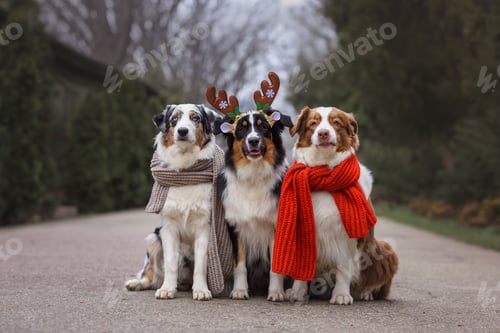 Preview: Cute dogs Australian shepherds Aussie sit on the road in the forest
