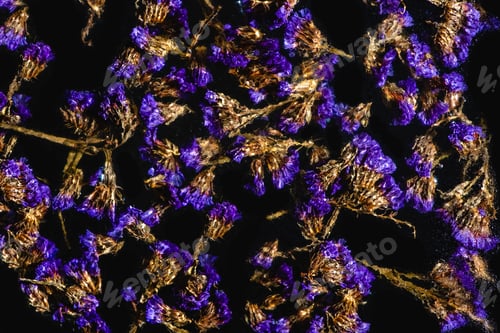 Preview: close-up view of beautiful blue wildflowers on black background