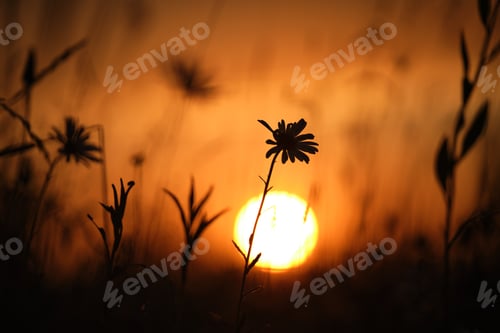 Preview: Dark silhouettes of wild flowers against bright colorful sunset sky with setting sun light
