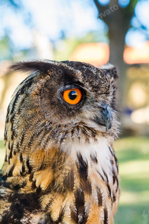 Preview: Portrait of Eagle owl (Bubo bubo)
