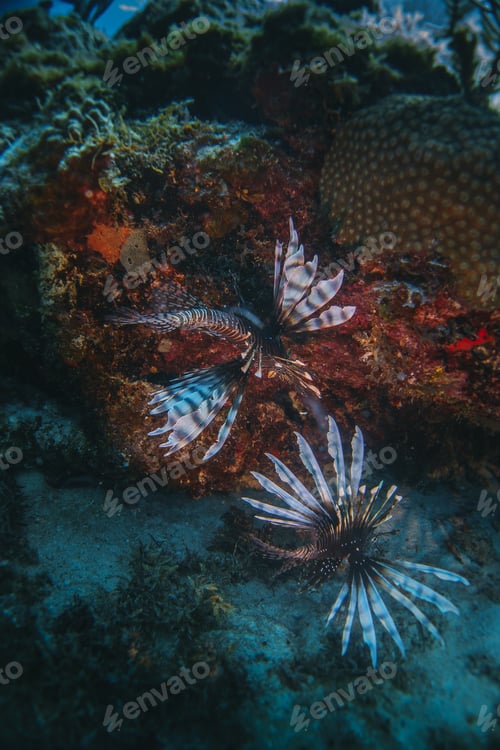 Preview: Underwater view with two lion fish in the corals Sea life in transparent water
