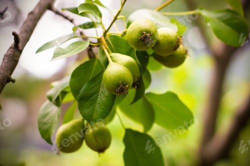 Preview: Ripe pear on green tree branch. Harvest under sunshine