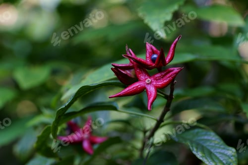Preview: Closeup of a Clerodendrum tripartite blossom on a stem with green leaves