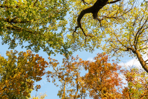 Preview: Colorful branches with yellow and orange foliage