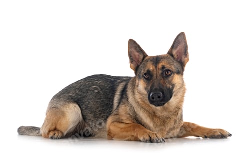 Preview: gray german shepherd