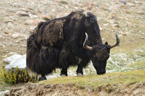 Preview: Tibetan yak on pasture