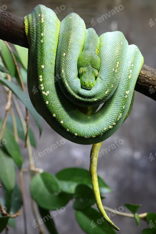 Preview: The green tree python (Morelia viridis)