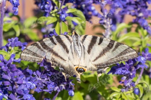 Preview: a butterfly sitting on top of a bush with purple flowers