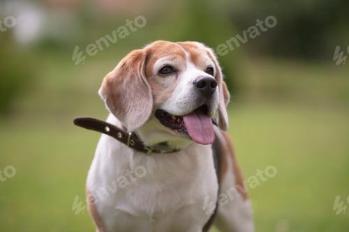 Preview: beagle dog portrait