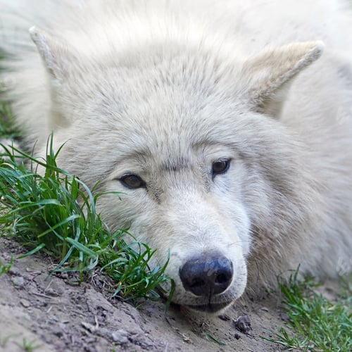 Preview: Arctic wolf (Canis lupus arctos)