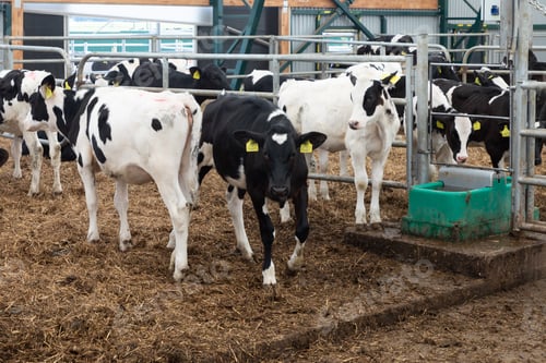 Preview: highly productive dairy cows on a modern free-range farm