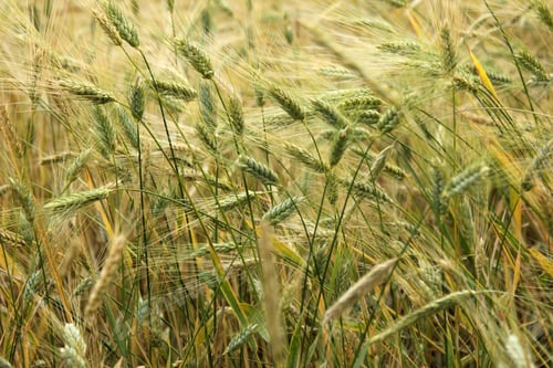 Preview: yellow wheats in the field
