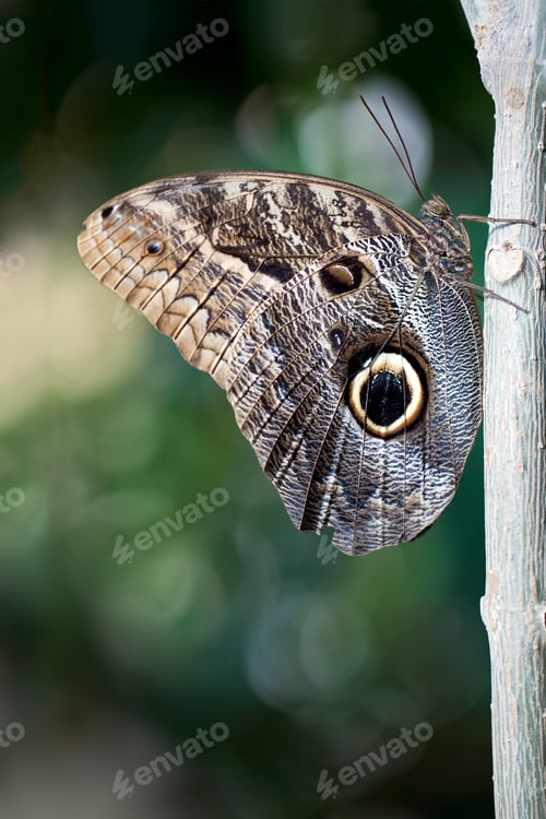Preview: Owl Butterfly