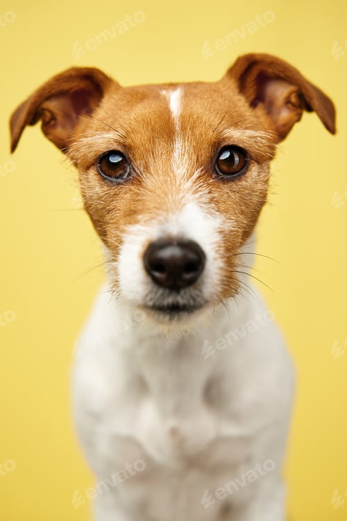 Preview: Jack russell terrier dog on yellow background. Funny pet