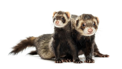 Preview: Couple of ferrets sitting together and looking around on white background