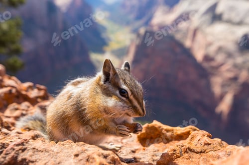 Preview: Chipmunk