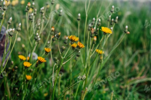 Preview: Closeup of blooming yellow mouse-ear hawkweed in a field