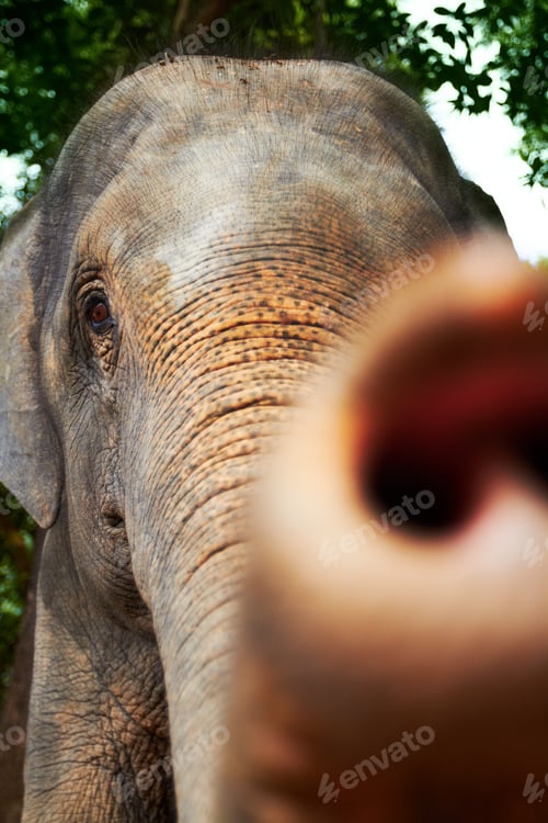 Preview: Nosing around