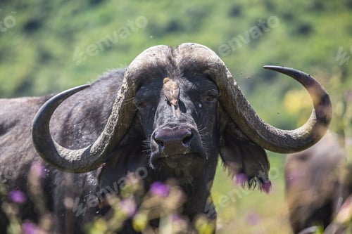 Preview: An ox looking at camera in Nakuru National Park. Kenya