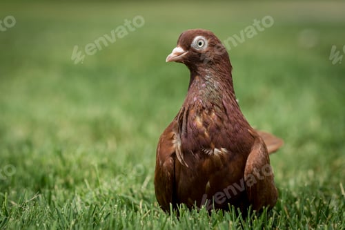 Preview: Closeup of rolling pigeon.
