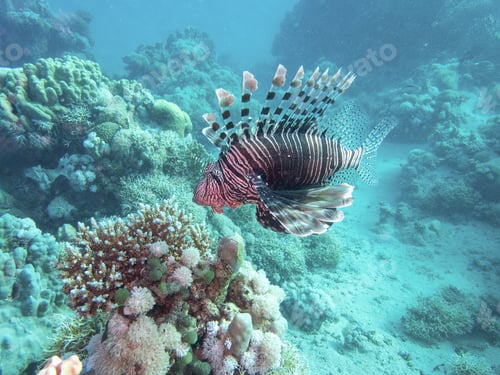 Preview: Pacific lionfish in the coral reef during a dive in Bali