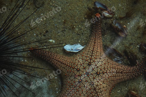 Preview: Close-Up View of Starfish, Sea Urchin, and Seashells Underwater