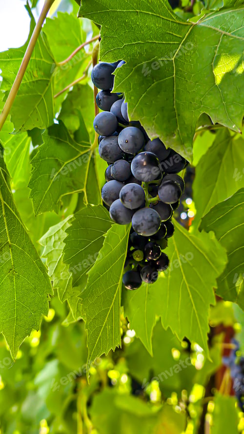 Preview: Dark grapes on a summer cottage. Harvesting. Wine making.