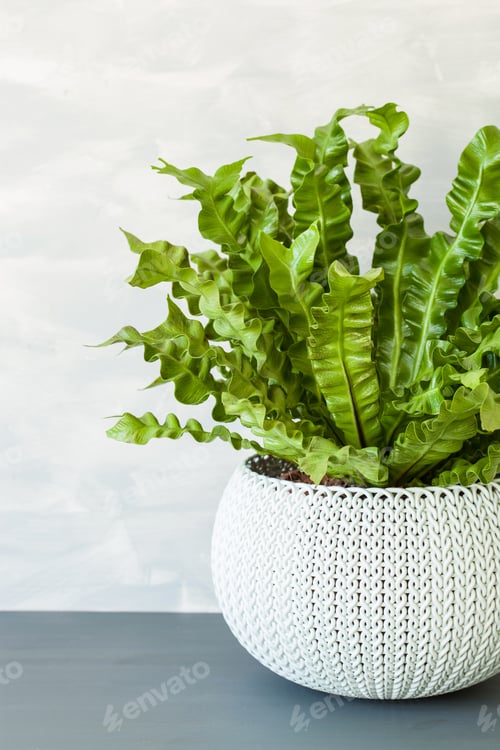 Vista previa: houseplant Asplenium nidus in white flowerpot