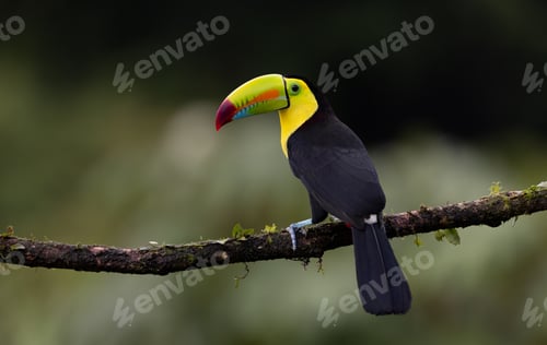Preview: Keel-billed Toucan in Costa Rica
