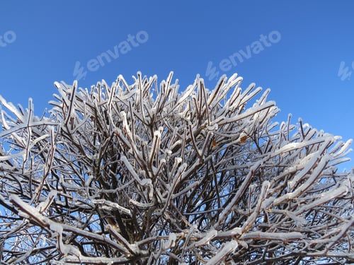 Preview: Stunning winter scene of a tree dusted in snow against a bright blue sky.