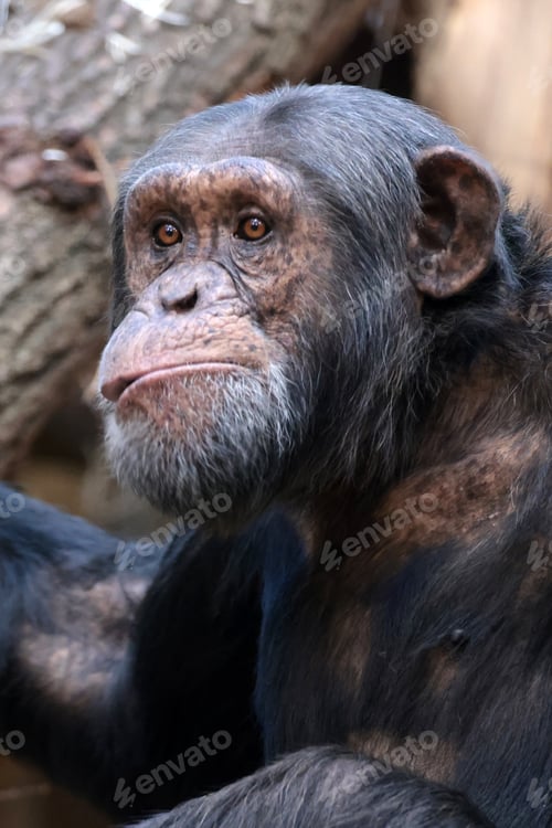 Preview: Chimpanzee primate close up portrait