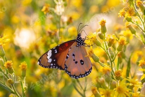 Preview: Sultan butterfly on plant ; Danaus chrysippus butterfly