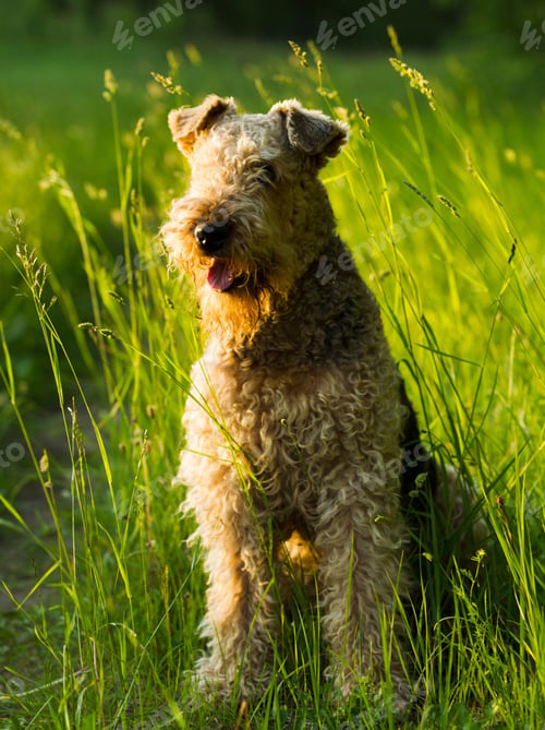 Preview: dog, pet, terrier, dogs