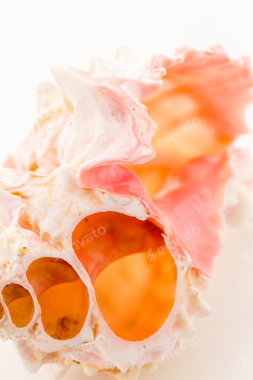 Preview: Sea shell