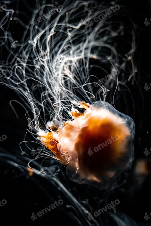 Preview: Orange and white jellyfish illuminated in a tranquil water environment