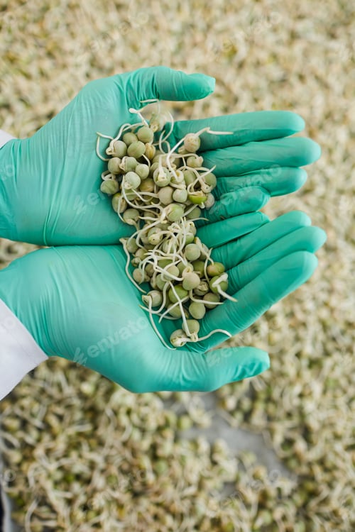 Preview: Sprouts of young corn