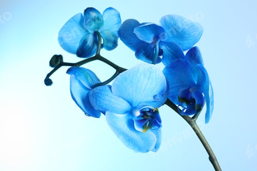 Preview: Beautiful blue orchid flower on color background, closeup