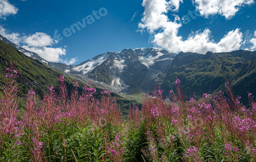 Preview: The fireweed flowers in the beautiful Tour Du Mount Blanc in a green landscape