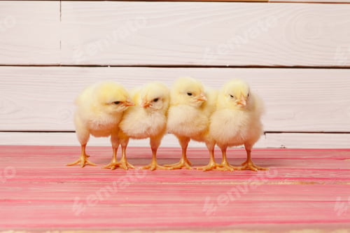 Preview: Little yellow chick on wooden table