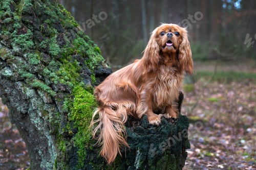 Preview: Dog in the forest