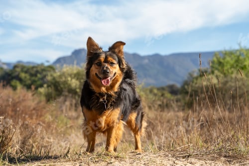 Preview: Brown and black dog in a meadow with distant mountains