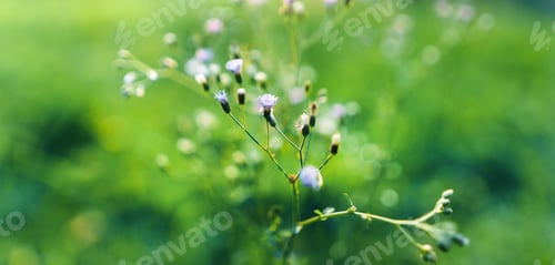 Preview: Green grass garden in spring