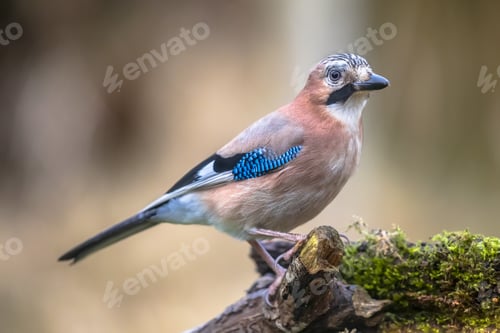 Preview: Curious Eurasian Jay on bright background