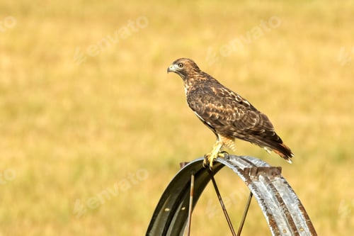 Preview: Side profile of a rough legged hawk.