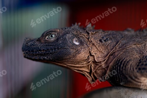 Preview: Close-up of portrait iguana