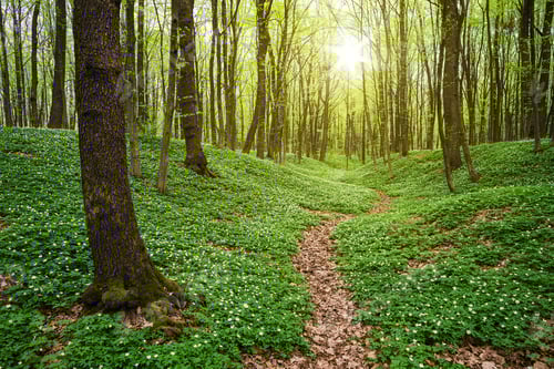 Preview: Spring forest with wild flowers