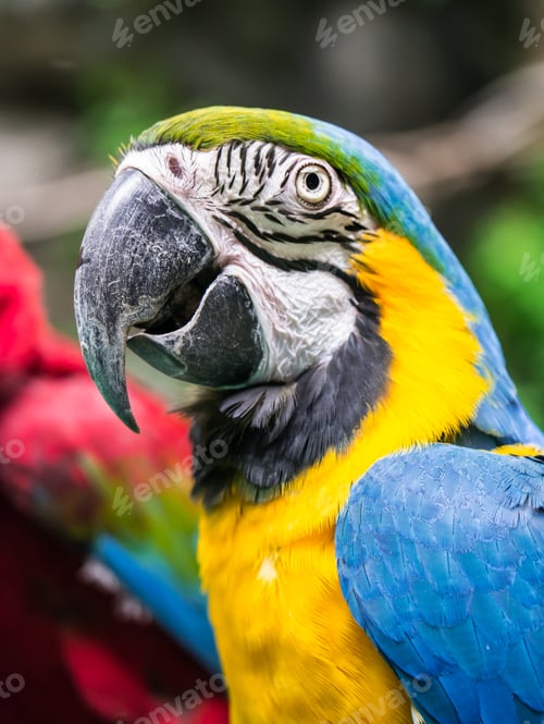 Preview: Colorful macaw parrot